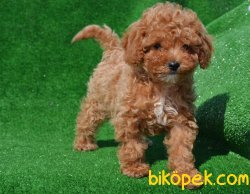TOY POODLE YAVRULAR 2