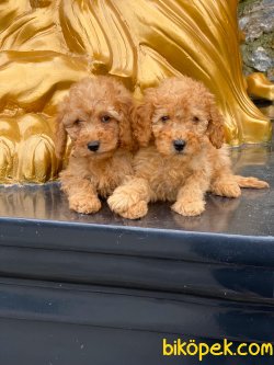 TOY POODLE YAVRULAR 3