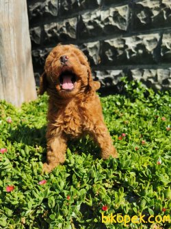 Toy Poodle Yavrular 1