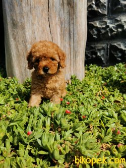 Toy Poodle Yavrular 3