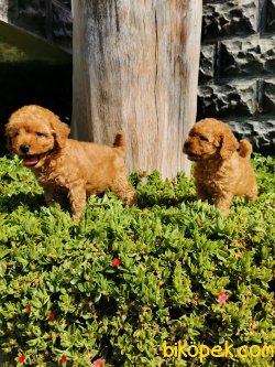 Toy Poodle Yavrular 5