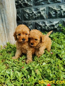 Toy Poodle Yavrular 4