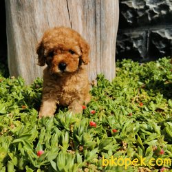 Toy Poodle Yavrular 2