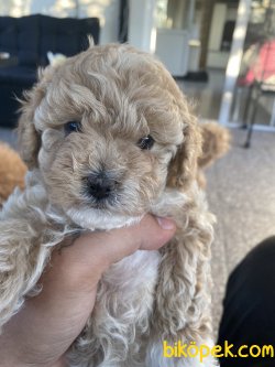 Toy Poodle Yavrular 3