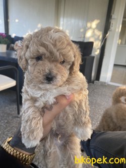 Toy Poodle Yavrular 4