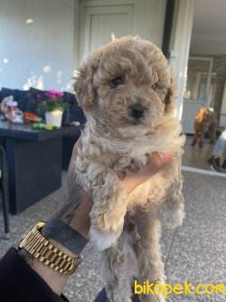 Toy Poodle Yavrular 1