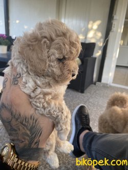 Toy Poodle Yavrular 2