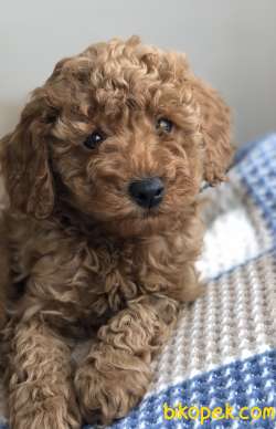 TOY POODLE YAVRULAR 4