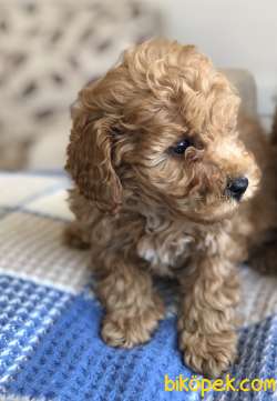 TOY POODLE YAVRULAR 2
