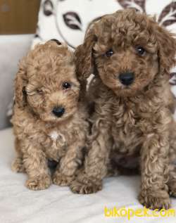 TOY POODLE YAVRULAR 5