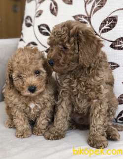 TOY POODLE YAVRULAR 1