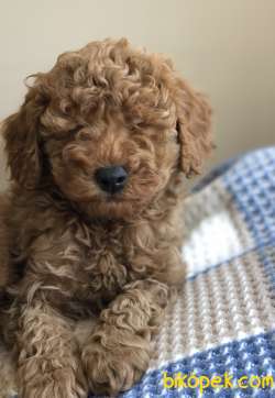 TOY POODLE YAVRULAR 3