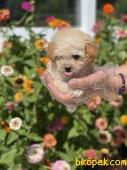 TOY POODLE YAVRULAR 1