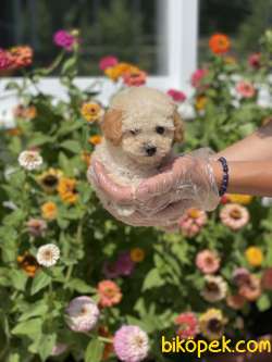 TOY POODLE YAVRULAR 3