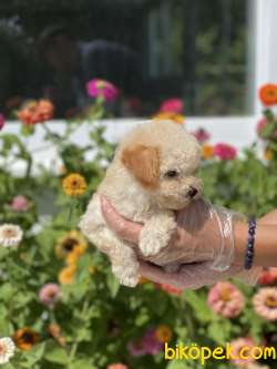 TOY POODLE YAVRULAR 2