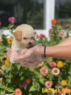 TOY POODLE YAVRULAR 5