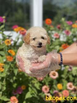TOY POODLE YAVRULAR 4