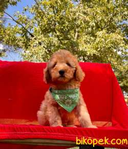 Toy Poodle Yavrular 4