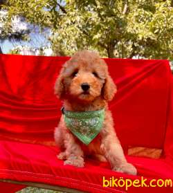Toy Poodle Yavrular 3