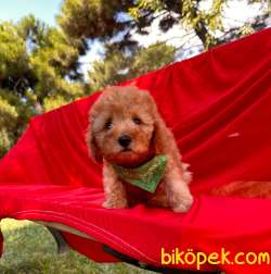 Toy Poodle Yavrular 1