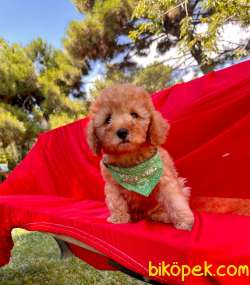 Toy Poodle Yavrular 2