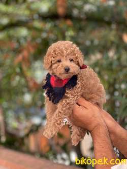 Toy Poodle Yavrular 2