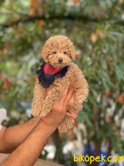 Toy Poodle Yavrular 3