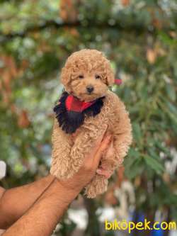 Toy Poodle Yavrular 1