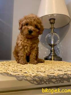 Toy Poodle Yavrular 5