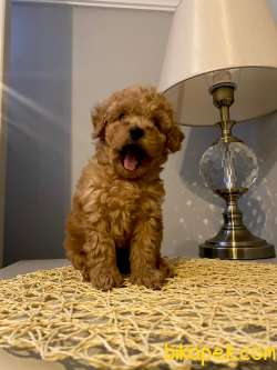 Toy Poodle Yavrular 3
