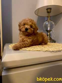 Toy Poodle Yavrular 1
