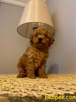 Toy Poodle Yavrular 4