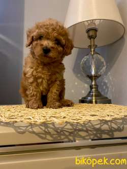 Toy Poodle Yavrular 2