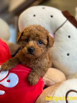 TOY POODLE YAVRULAR 3