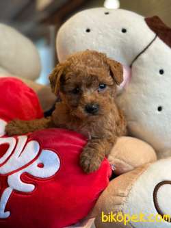 TOY POODLE YAVRULAR 2