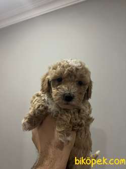 Toy Poodle Yavrular 4