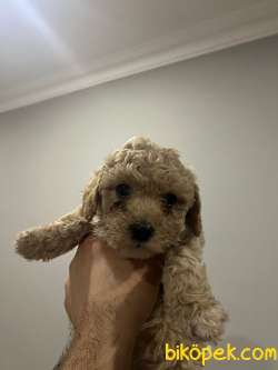Toy Poodle Yavrular 2