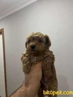 Toy Poodle Yavrular