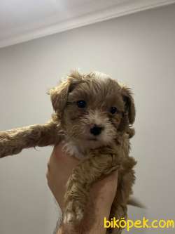 Toy Poodle Yavrular 3