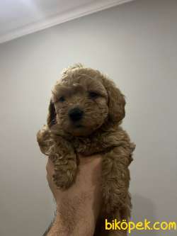 Toy Poodle Yavrular 5