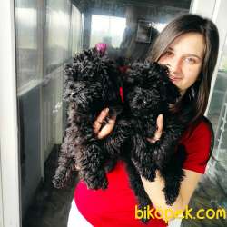 Toy Poodle Yavrular Bursa Köpek Okulu 3
