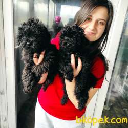 Toy Poodle Yavrular Bursa Köpek Okulu 1