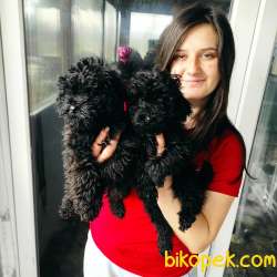 Toy Poodle Yavrular Bursa Köpek Okulu 2
