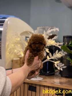 Toy Poodle Yavrular Sağlık Ve Irk Garantili 2