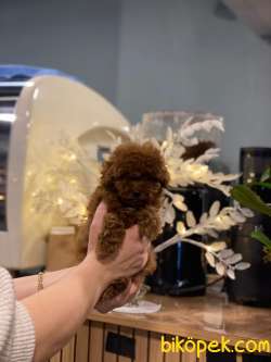 Toy Poodle Yavrular Sağlık Ve Irk Garantili 4