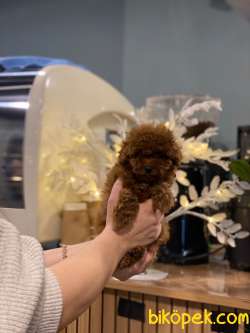 Toy Poodle Yavrular Sağlık Ve Irk Garantili 3
