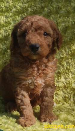 Toy Poodle Yavrular Sanslipatiler De 2