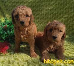 Toy Poodle Yavrular Sanslipatiler De 4
