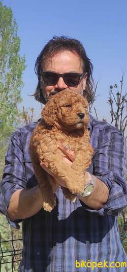 Toy Poodle Yavrular Sanslipatiler De 3