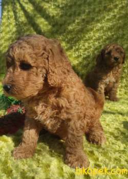 Toy Poodle Yavrular Sanslipatiler De 5
